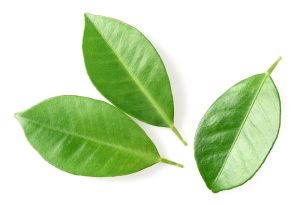 Kratom Legal in Hawaii